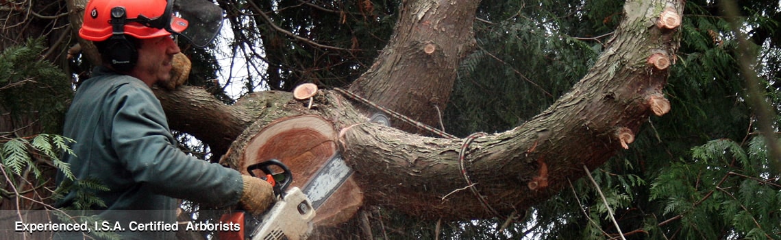 From Tree Removal to Tree Disease Treatment – We’ve Got it Covered