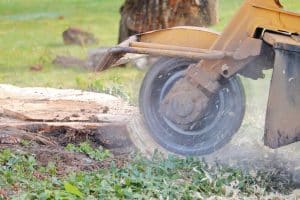 Grinding down a tree stump