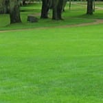 lawn fertilizing - part of lawn care services - Chappaqua NY