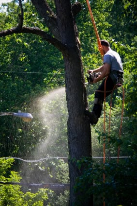 Tree removal in Westchester NY