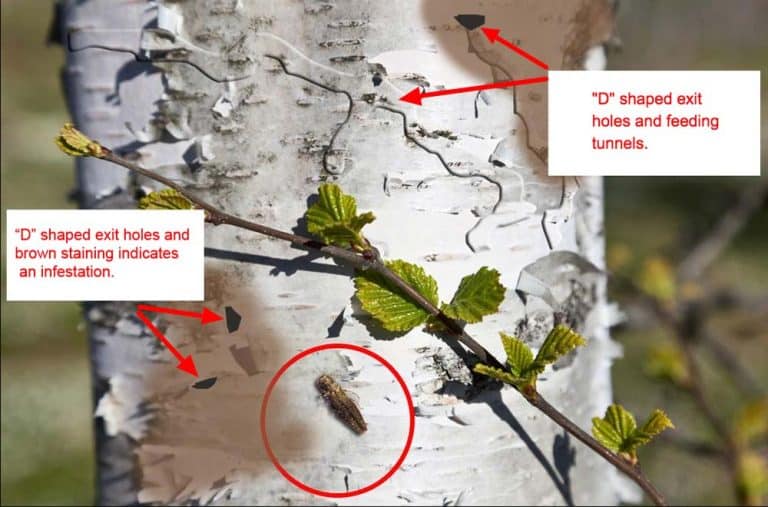 Tree Problems Symptoms & Diagnosis Trees in Westchester NY