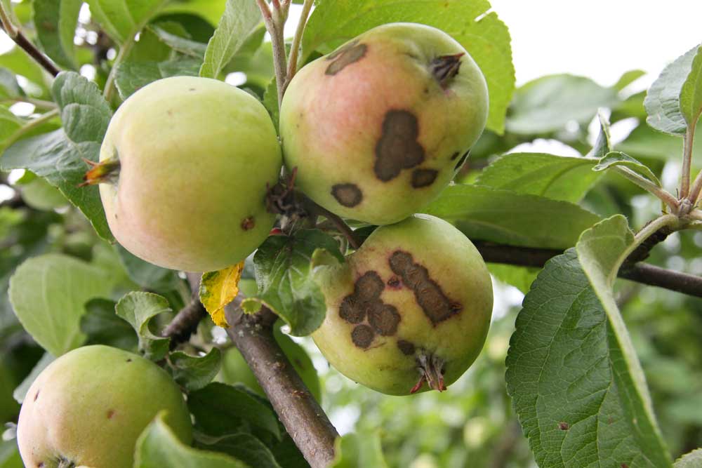 Apple Scab disease on apples