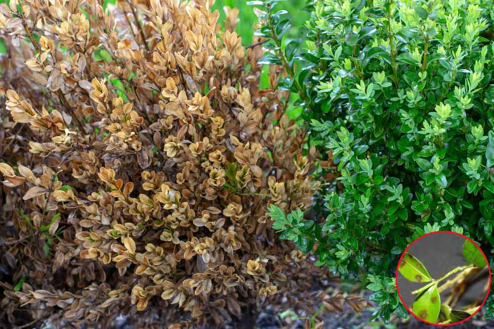 Boxwood Blight & Leaf Spot