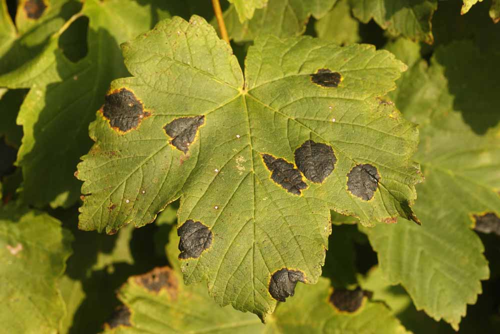 Tar Spot showing on tree leaf