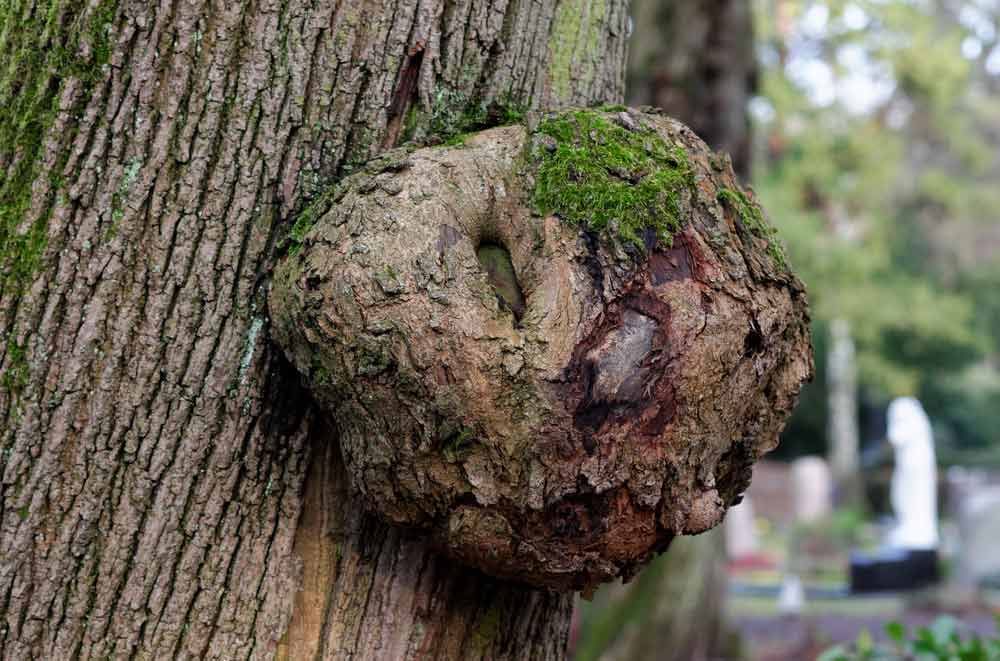 Tree burl example