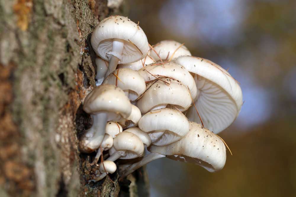 Mushrooms growing out of tree trunk